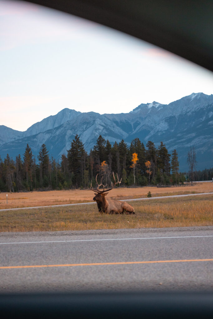 Jasper roadside wildlife