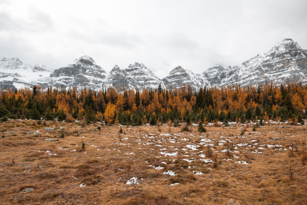 Larch Valley