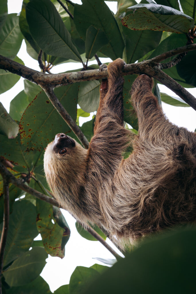 sloth in Refugio Nacional Gondoca in Manzanillo