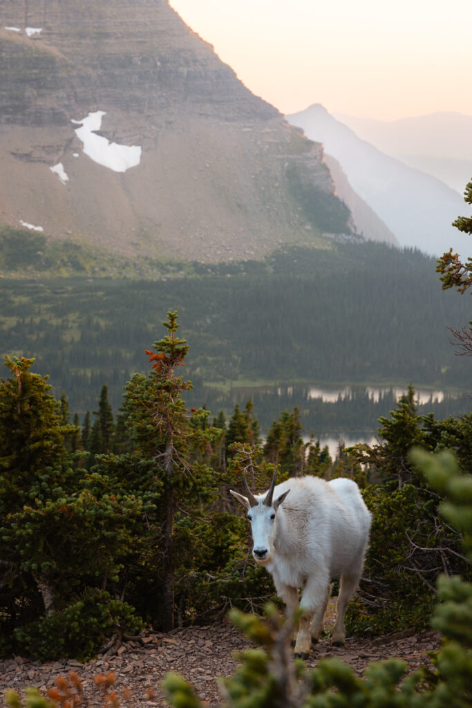 Hidden Lake Overlook Trail in Glacier National Park 