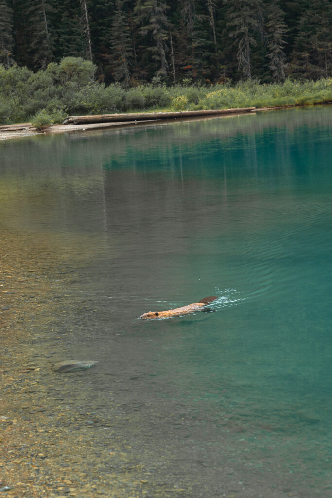 Avalanche Lake in Glacier National Park 